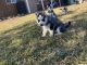 Labrador Husky Puppies for sale in 23375 Ducor Ave, Ducor, CA 93218, USA. price: NA