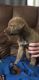 Labrador Husky Puppies for sale in Amarillo, TX, USA. price: NA
