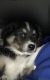 Labrador Husky Puppies for sale in Huntsville, AL 35806, USA. price: NA