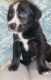 Labrador Husky Puppies for sale in Beaver Falls, PA 15010, USA. price: $500