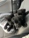 Labrador Husky Puppies for sale in Frankfort, KY 40601, USA. price: NA