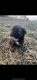 Labrador Husky Puppies for sale in New Concord, OH 43762, USA. price: NA