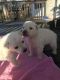 Labrador Husky Puppies for sale in Salisbury, NC, USA. price: $150