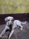 Labrador Husky Puppies for sale in Sindkheda, Maharashtra 425406, India. price: 15000 INR