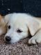 Labrador Husky Puppies for sale in San Antonio, TX, USA. price: NA