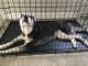 Labrador Husky Puppies for sale in Alexandria, VA, USA. price: $1,700