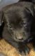 Labrador Husky Puppies for sale in 585 Squirrel Run, Salisbury, NC 28146, USA. price: $100