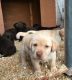 Labrador Husky Puppies for sale in Jacksonville, FL, USA. price: NA