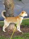 Labrador Husky Puppies for sale in Burnsville, MN 55306, USA. price: NA