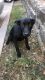 Labrador Husky Puppies for sale in Dallas, TX, USA. price: NA