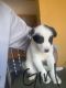 Labrador Husky Puppies for sale in Lawrenceville, GA, USA. price: NA