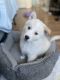 Labrador Husky Puppies for sale in Van Nuys, Los Angeles, CA, USA. price: NA