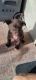 Labrador Husky Puppies for sale in Phoenix, AZ 85051, USA. price: $600
