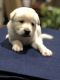 Labrador Husky Puppies for sale in Forest Park, GA, USA. price: $550