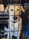 Labrador Husky Puppies for sale in San Diego, CA 92126, USA. price: NA