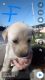 Labrador Husky Puppies for sale in Marshall, MN 56258, USA. price: $200