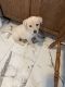 Labrador Husky Puppies for sale in Hartford, CT, USA. price: NA