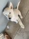 Labrador Husky Puppies for sale in Riverside, CA, USA. price: $400