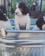 Lagotto Romagnolo Puppies for sale in Chehalis, WA 98532, USA. price: $3,500