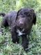 Lagotto Romagnolo Puppies for sale in Fort Worth, TX, USA. price: $1,500