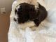 Lagotto Romagnolo Puppies for sale in Chehalis, WA 98532, USA. price: $4,000