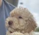 Lagotto Romagnolo Puppies for sale in Eunice, LA 70535, USA. price: $3,800