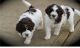 Lagotto Romagnolo Puppies for sale in Bloomfield Ave, Bloomfield, CT 06002, USA. price: NA