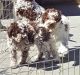 Lagotto Romagnolo Puppies for sale in Los Angeles, CA 90001, USA. price: $400