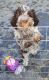 Lagotto Romagnolo Puppies for sale in 200 N Spring St, Los Angeles, CA 90012, USA. price: $600