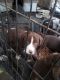 Lancashire Heeler Puppies for sale in Redding, California. price: $250