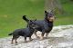 Lancashire Heeler Puppies for sale in Bloomfield Ave, Bloomfield, CT 06002, USA. price: $500