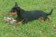 Lancashire Heeler Puppies for sale in TX-121, Blue Ridge, TX 75424, USA. price: $250