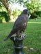 Lanner Falcon Birds