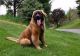 Leonberger Puppies for sale in Alma Center, WI 54611, USA. price: NA