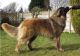 Leonberger Puppies for sale in Florida City, FL, USA. price: NA