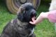 Leonberger Puppies for sale in Beaverton, OR, USA. price: NA