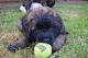 Leonberger Puppies for sale in Seattle, WA, USA. price: NA