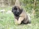 Leonberger Puppies for sale in Los Angeles, CA, USA. price: NA