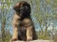 Leonberger Puppies for sale in Cincinnati, OH, USA. price: NA