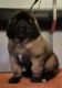 Leonberger Puppies for sale in Anderson, IN, USA. price: NA