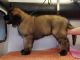 Leonberger Puppies for sale in Chicago, IL, USA. price: NA