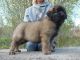 Leonberger Puppies for sale in Fresno, CA, USA. price: $620