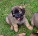 Leonberger Puppies for sale in Chicago, IL, USA. price: $500