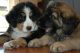 Leonberger Puppies for sale in Phoenix, AZ, USA. price: $700