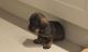 Leonberger Puppies for sale in Phoenix, AZ, USA. price: $900