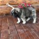 Leonberger Puppies for sale in Rexford, MT 59930, USA. price: $2,000
