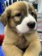 Leonberger Puppies