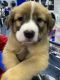 Leonberger Puppies for sale in Orlando, FL, USA. price: $400