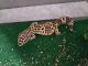 Leopard Gecko Reptiles