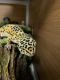 Leopard Gecko Reptiles for sale in Ypsilanti, MI, USA. price: $300
